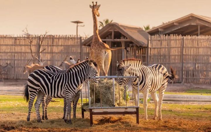 Safari Park
